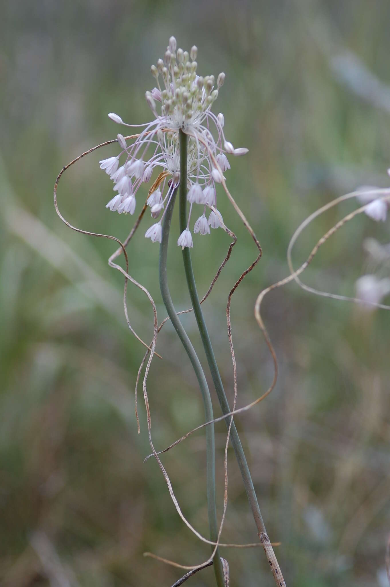 Image of Allium podolicum Blocki ex Racib. & Szafer