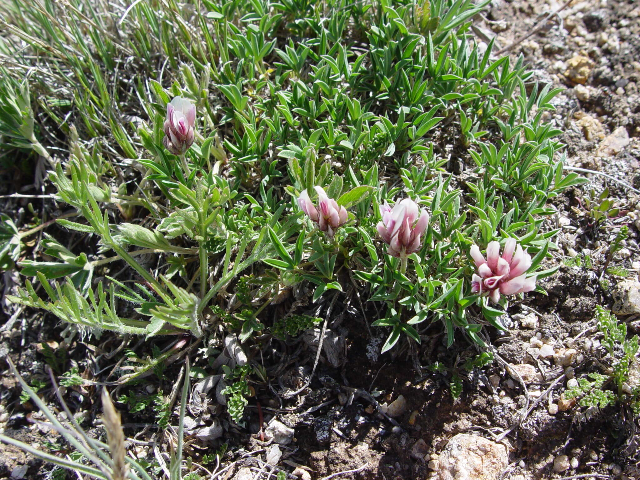 Image of Uinta Clover