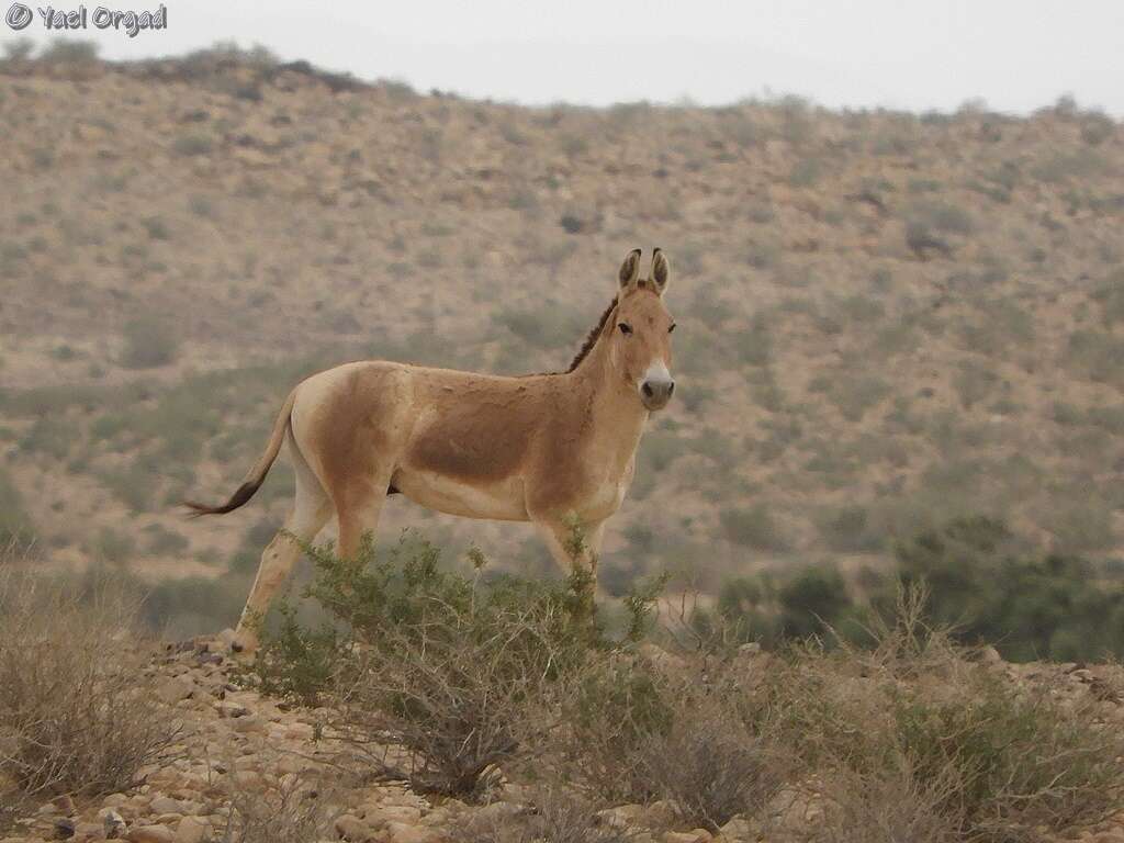 Image of Asian Wild Ass