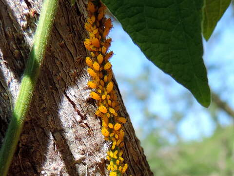 Image of Aphid