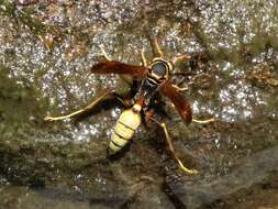 Image of Mischocyttarus navajo Bequard 1933