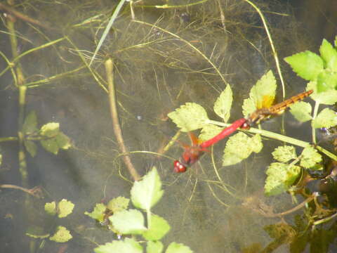 Image of <i>Sympetrum speciosum taiwanum</i> Asahina 1951