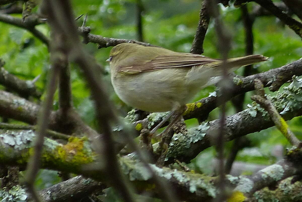 Image of Large-billed Leaf Warbler