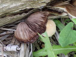 Imagem de Candolleomyces candolleanus (Fr.) D. Wächt. & A. Melzer