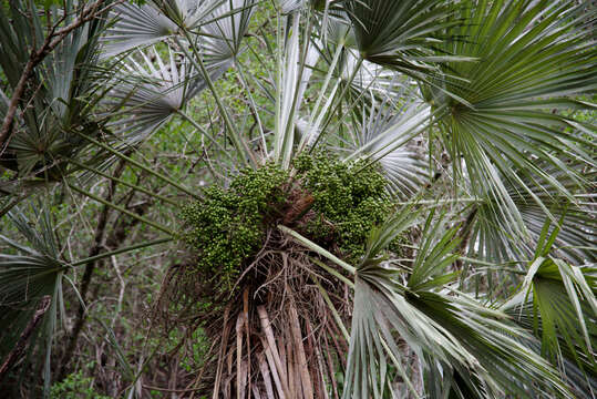 Image of Trithrinax schizophylla Drude