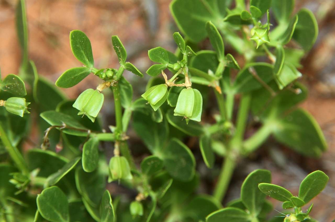 Image of Roepera apiculata (F. Müll.) Beier & Thulin