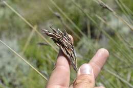 Image of Neesenbeckia punctoria (Vahl) Levyns