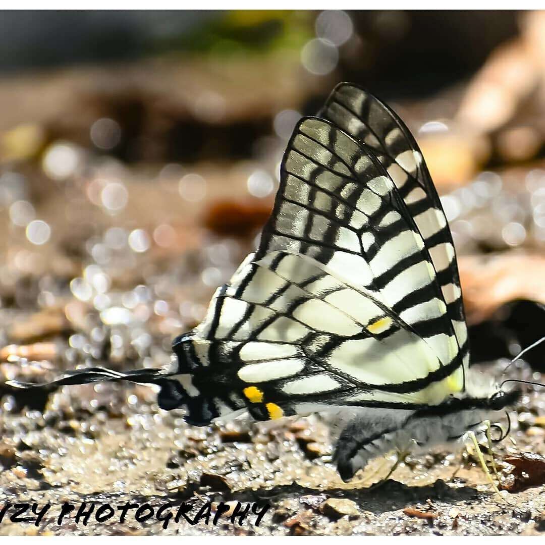 Image of Spectacle Swordtail