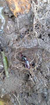 Image of Ground beetle