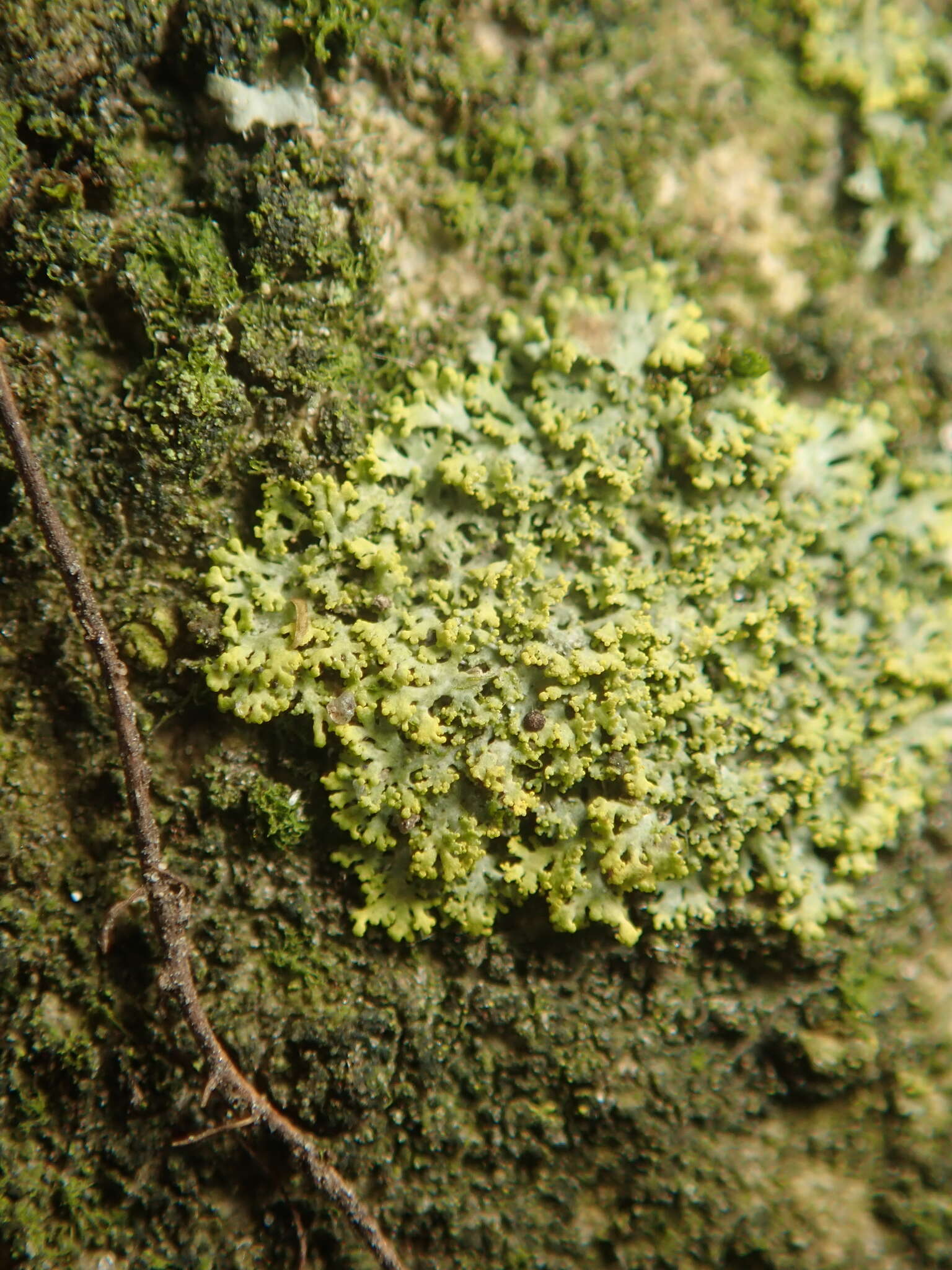 Image of Candelaria pacifica M. Westb. & Arup