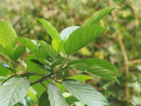 Ficus benguetensis Merr.的圖片