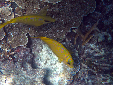 Image of Coral rabbitfish