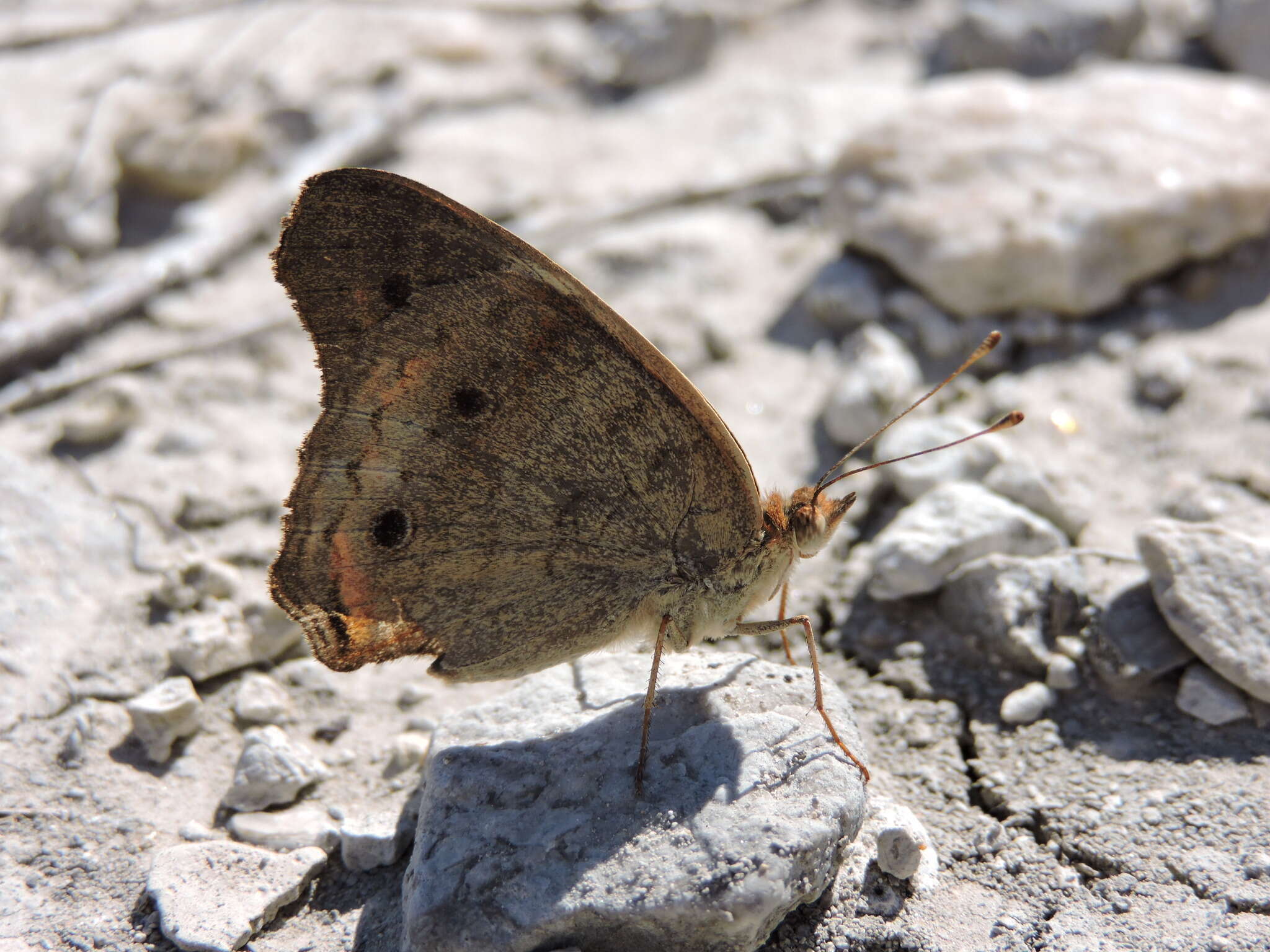 Image of Common buckeye