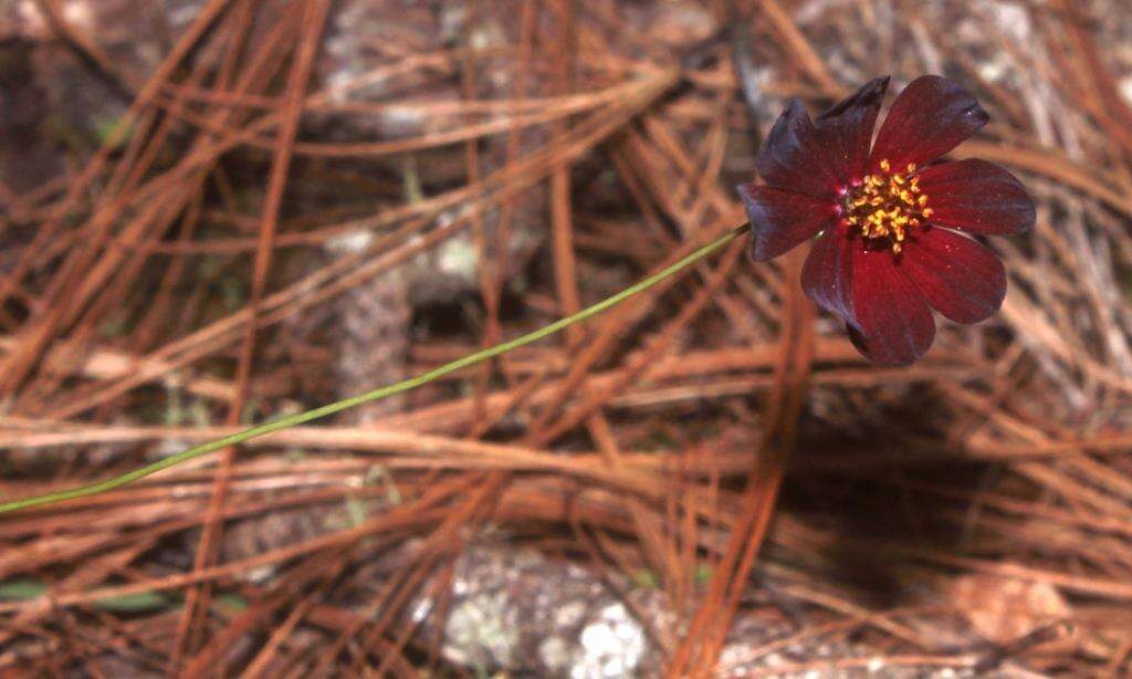 Image of Chocolate Cosmos