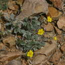 Potentilla astragalifolia Bunge resmi