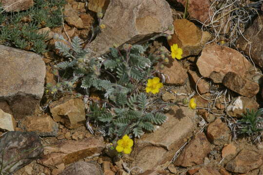 Image of Potentilla astragalifolia Bunge