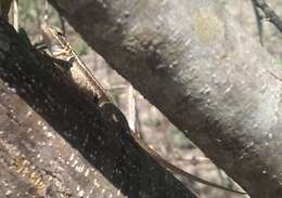 Image of Bluebelly Lizard