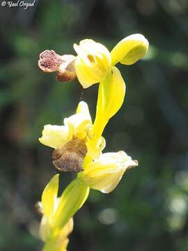 Image of Ophrys omegaifera subsp. israelitica (H. Baumann & Künkele) G. Morschek & K. Morschek