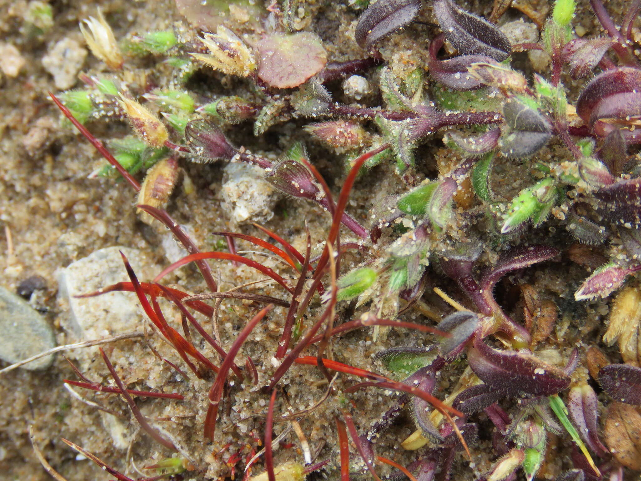 Plancia ëd Cerastium diffusum Pers.