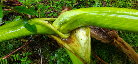 Image of Azorean Angelica