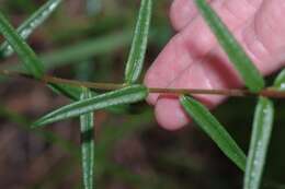 Imagem de Phoebanthus grandiflora (Torr. & A. Gray) Blake