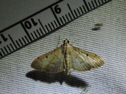 Image de Herpetogramma bipunctalis Fabricius 1794