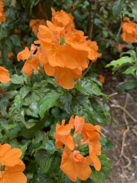 Image of Crossandra infundibuliformis (L.) Nees