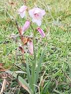 Image of Gladiolus ochroleucus Baker