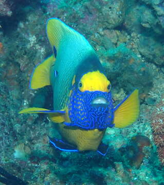 Image of Blue-face Angelfish