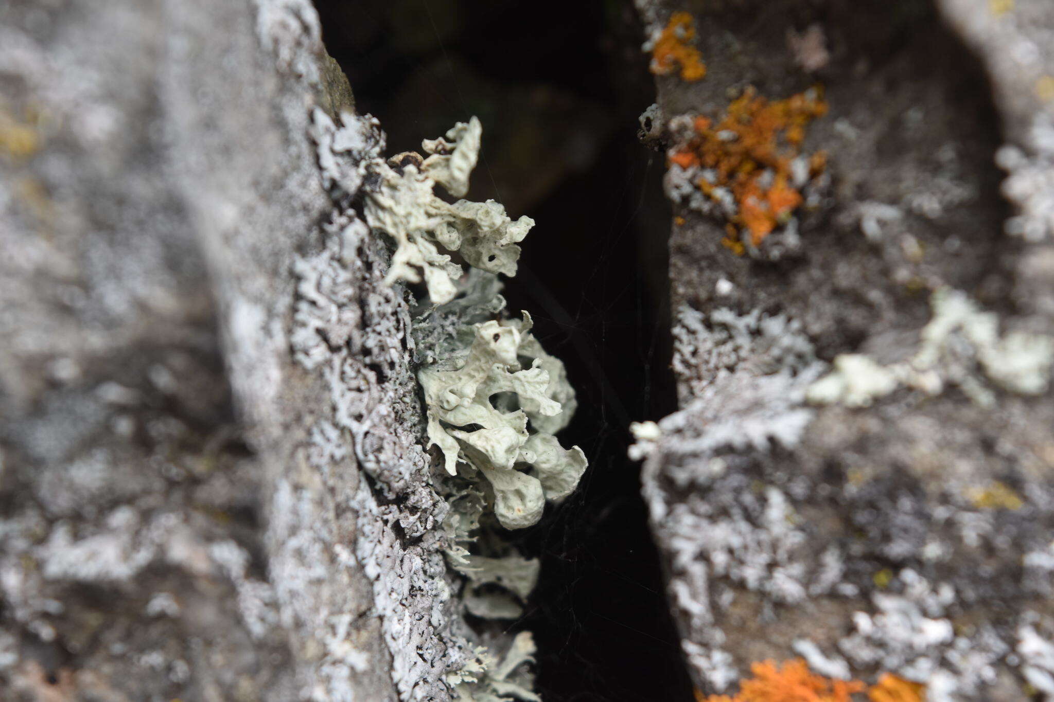 Image of Ramalina obtusata (Arnold) Bitter