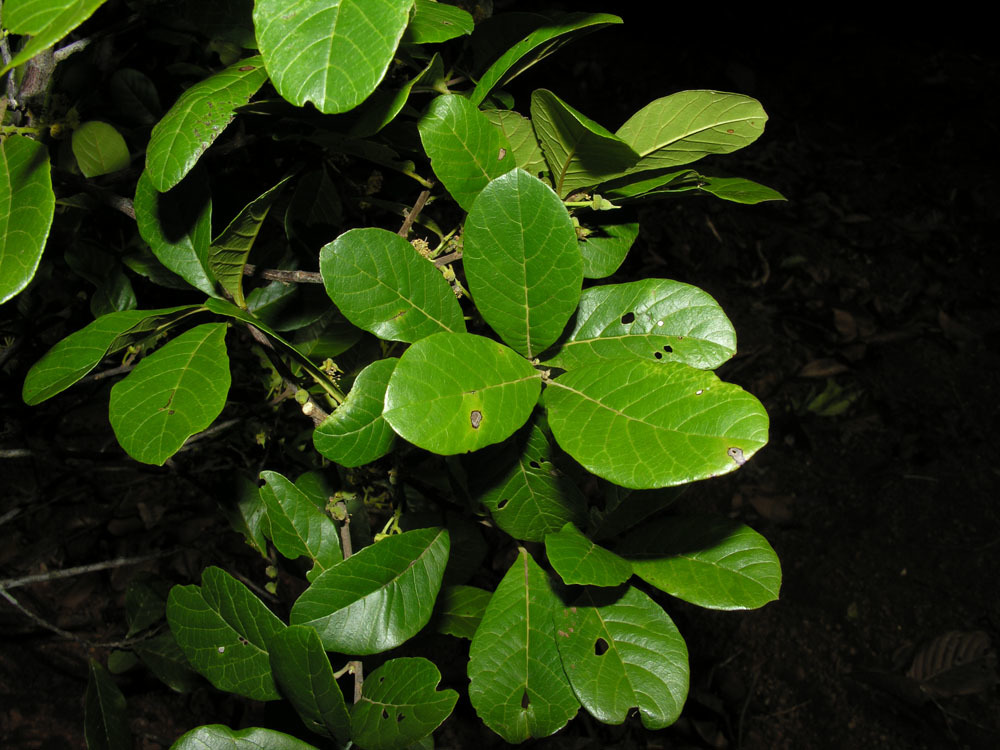 Image of <i>Sloanea obtusifolia</i> (Moric.) K. Schum.
