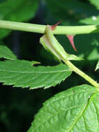 Image of climbing rose