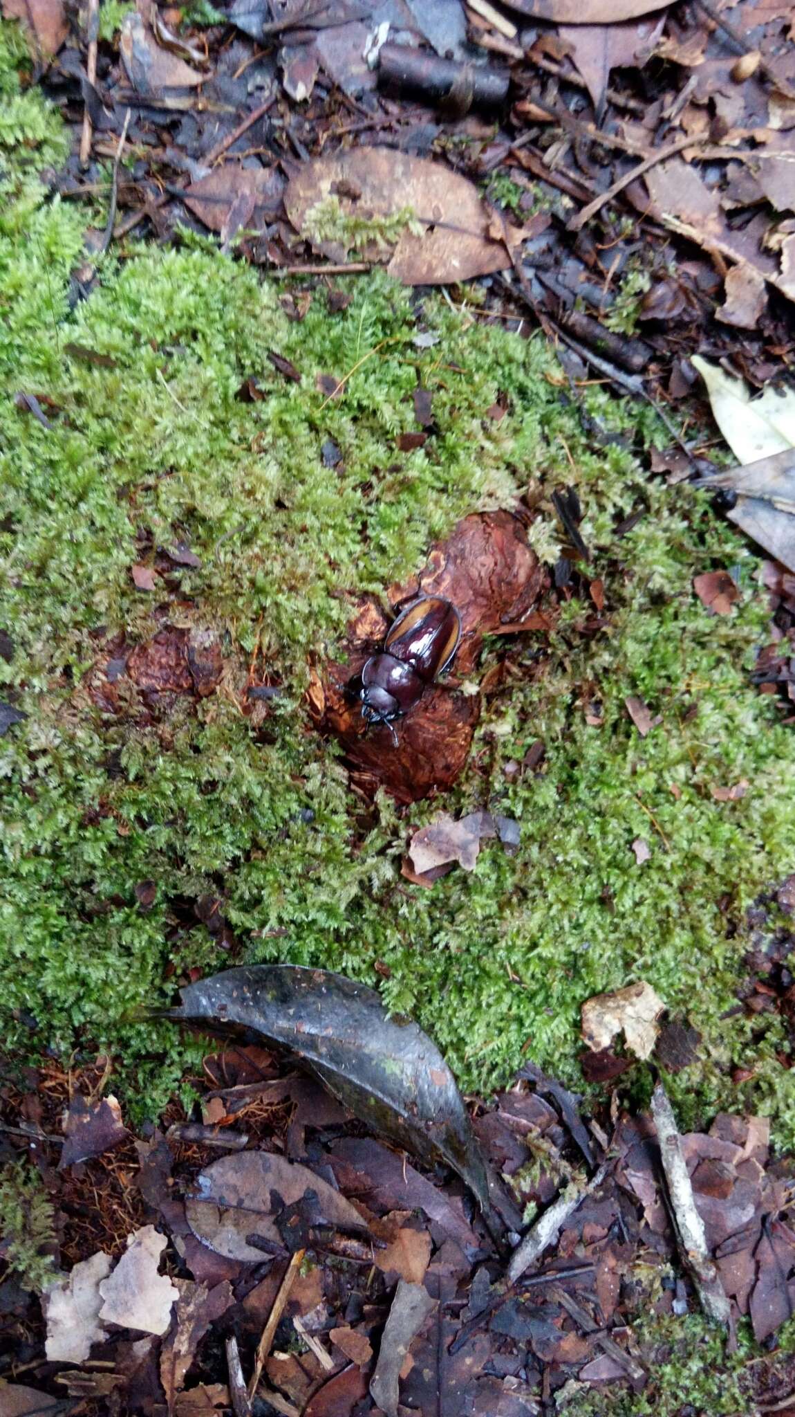 Imagem de Neolucanus cingulatus muntjac Gestro 1881