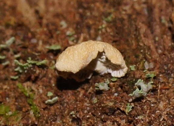 Image of Panellus pusillus (Pers. ex Lév.) Burds. & O. K. Mill. 1975