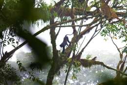 Image of Preuss's Guenon