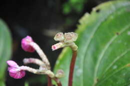 Image of Monolena multiflora R. H. Warner