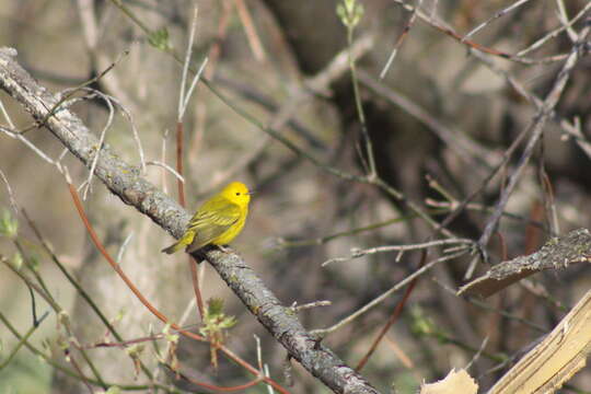 Image of Mangrove Warbler