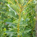 Plancia ëd Morella quercifolia (L.) D. J. B. Killick