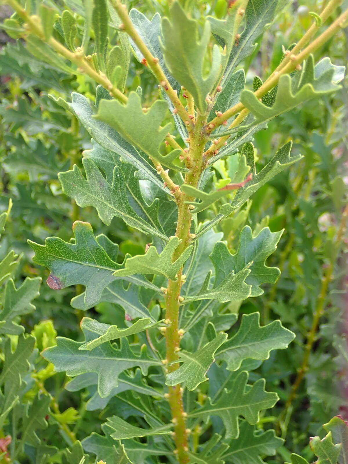 Image of Morella quercifolia (L.) D. J. B. Killick