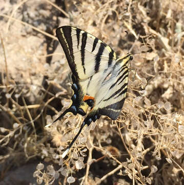 Image of Iphiclides