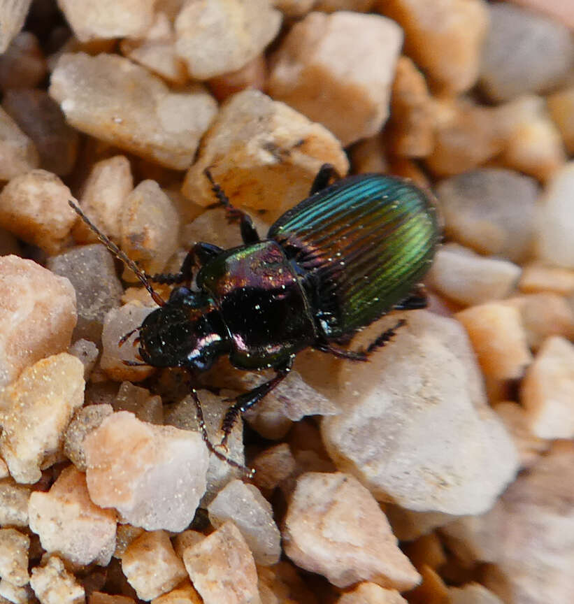 Image of Harpalus (Harpalus) distinguendus (Duftschmid 1812)