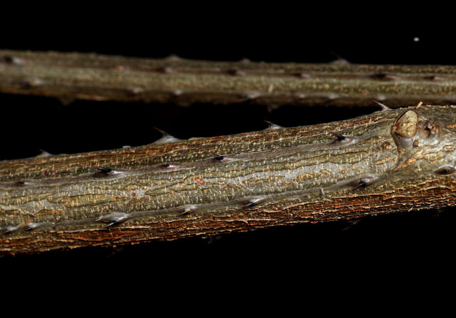 Image of Adenopodia spicata (E. Mey.) C. Presl