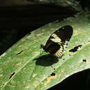 Image of Heliconius cydno alithea Hewitson 1869