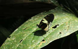 Image of Heliconius cydno alithea Hewitson 1869