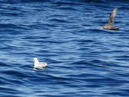 Image of Fulmar