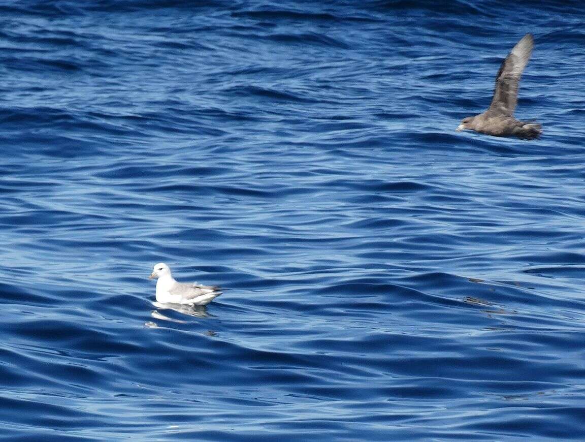 Image of Fulmar