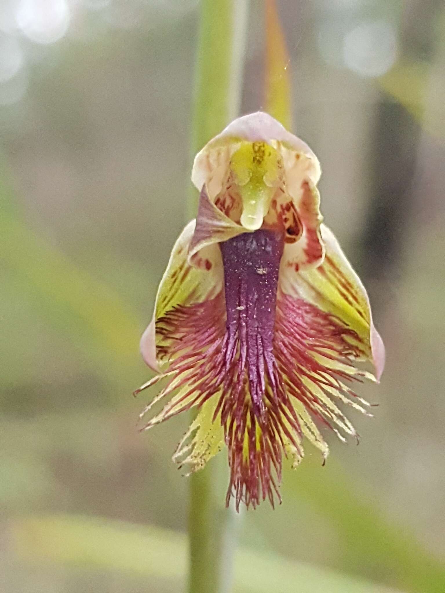 Calochilus campestris R. Br.的圖片