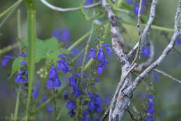 Image of desert indigo sage