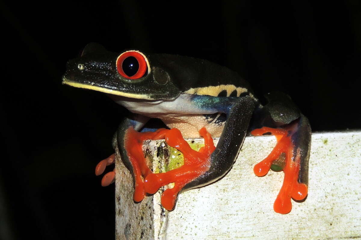 Image of Phyllomedusidae Günther 1858