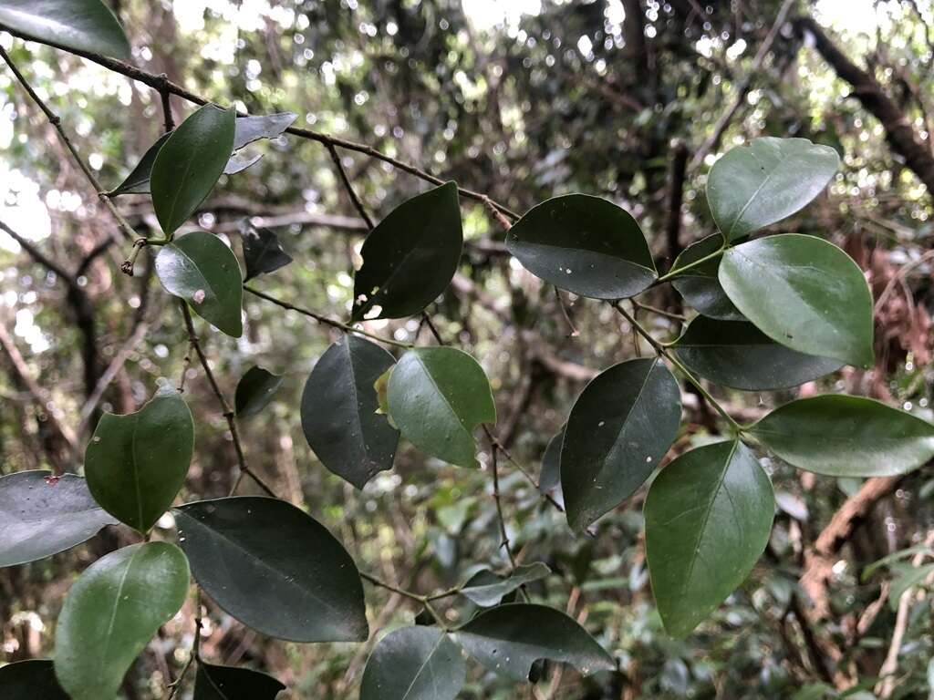 Plancia ëd Strychnos psilosperma F. Müll.